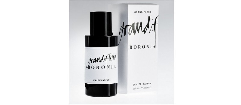 Boronia – новое видение аромата боронии от Grandiflora